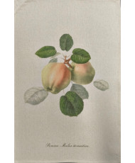 Torchon 100% coton-Pomme d'antan