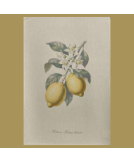 copy of Torchon poire d'antan