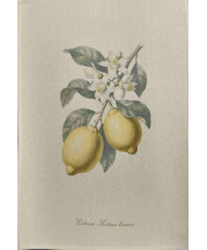 Torchon 100% coton-Citron d'antan