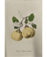 copy of Torchon poire d'antan